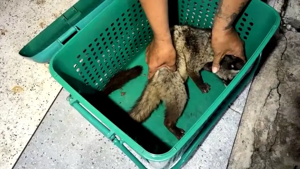 กู้ภัยแปดริ้วจับ "อีเห็นข้างลาย" คาดหลุดแล้วหนีน้ำท่วม