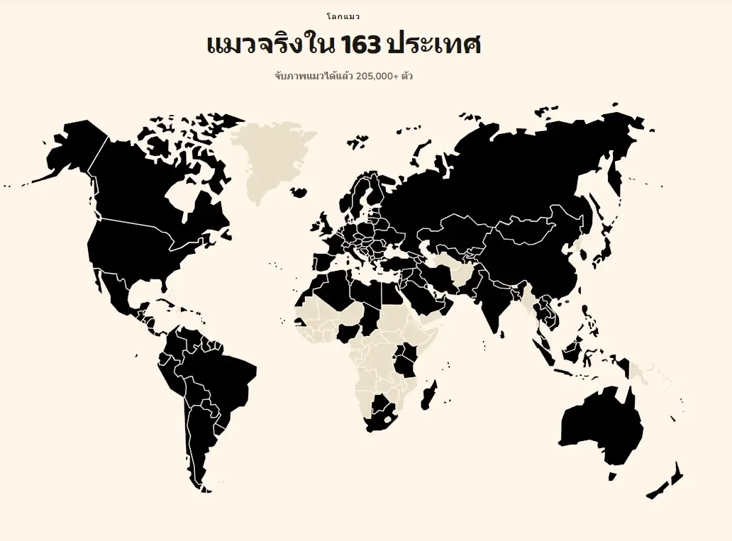 เปลี่ยนแมวจรข้างทาง ให้กลายเป็นเกมสะสมสุดคิ้วท์!