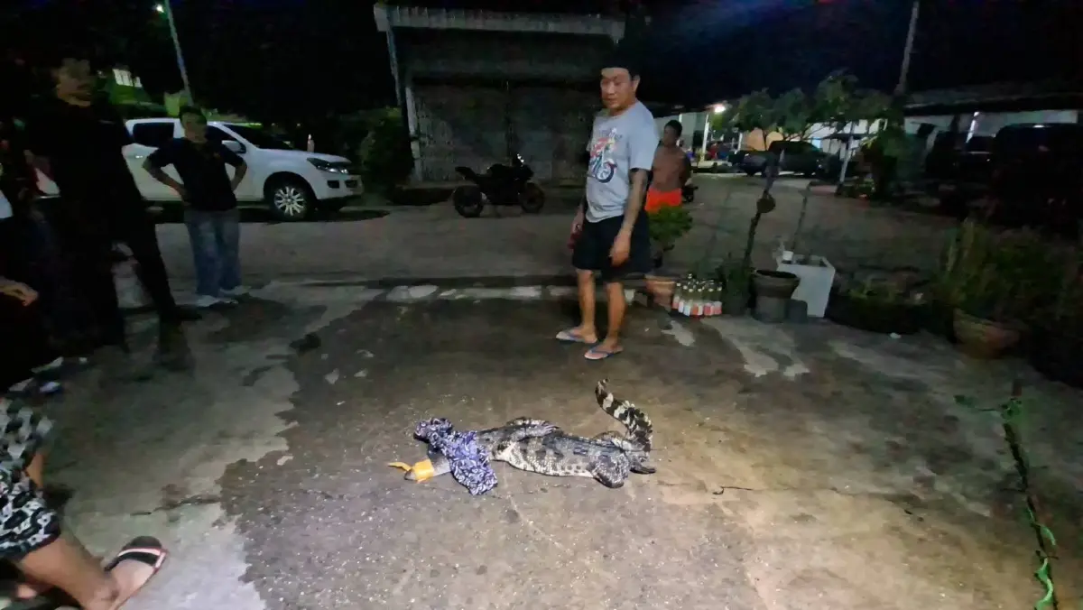 จับจระเข้ 1.7 เมตร หนองปลาแขยง ตั้งชื่อ "สท." ส่งศูนย์วิจัย