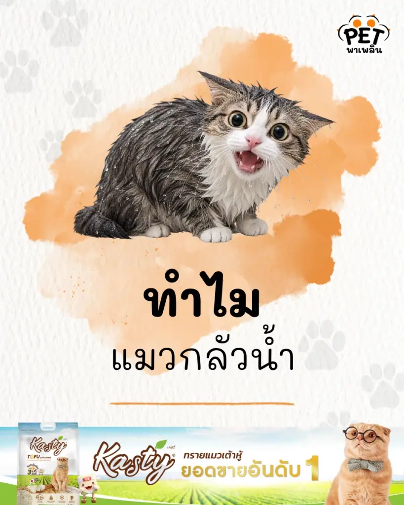 ไขปริศนา! ทำไม แมวกลัวน้ำ เผยเหตุผลสัญชาตญาณที่คาดไม่ถึง