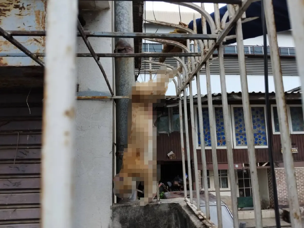 นาทีชีวิต! ช่วยแมวส้มตกถูกเหล็กแหลมรั้วบ้านเสียบขา