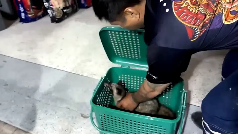 กู้ภัยแปดริ้วจับ "อีเห็นข้างลาย" คาดหลุดแล้วหนีน้ำท่วม