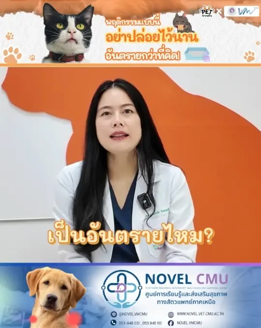 อย่าปล่อยไว้นาน! แมวกินทรายเต้าหู้ อันตรายกว่าที่คิด