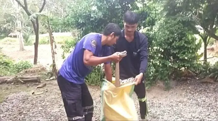เปิดเลขรถ งูเหลือมยักษ์ ซุกห้องเครื่องกระบะ ทำเจ้าของรถลมแทบจับ