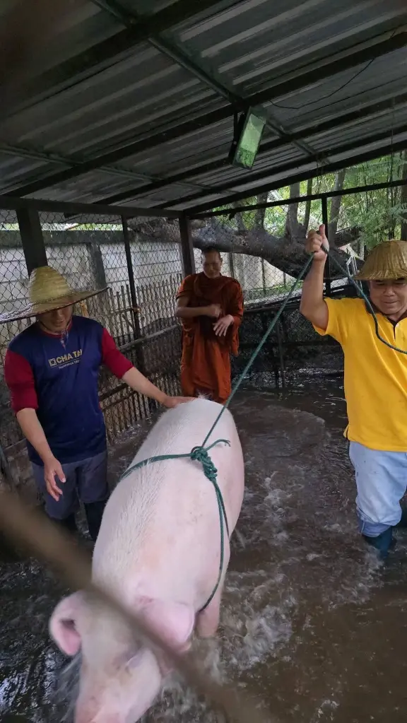 พระครูอ๊อด ลุยน้ำช่วยเจ้าบุญมี หมู 300 โลหนีน้ำท่วม