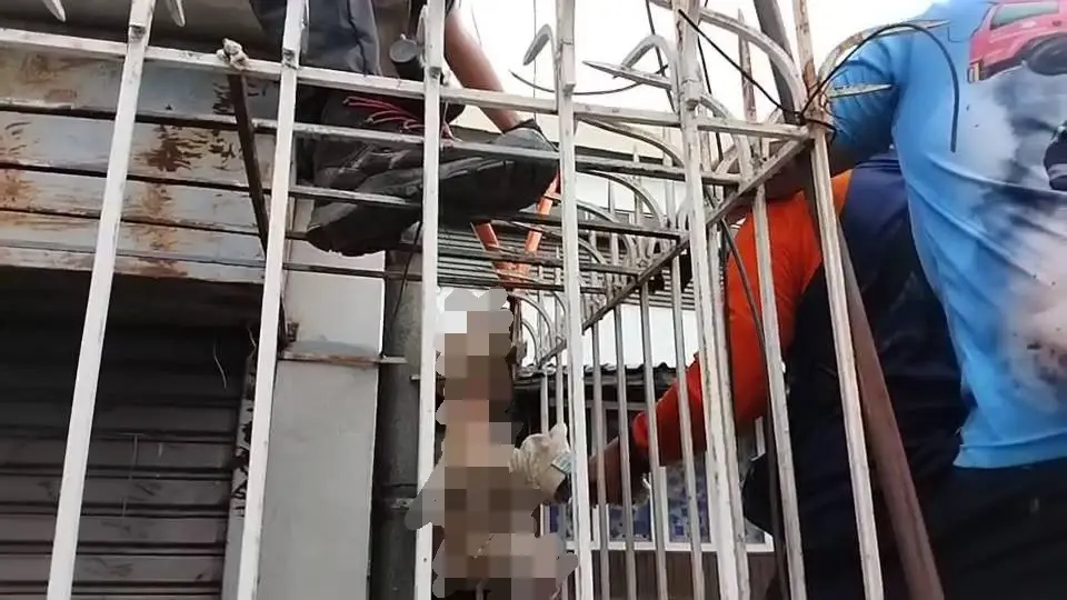 นาทีชีวิต! ช่วยแมวส้มตกถูกเหล็กแหลมรั้วบ้านเสียบขา