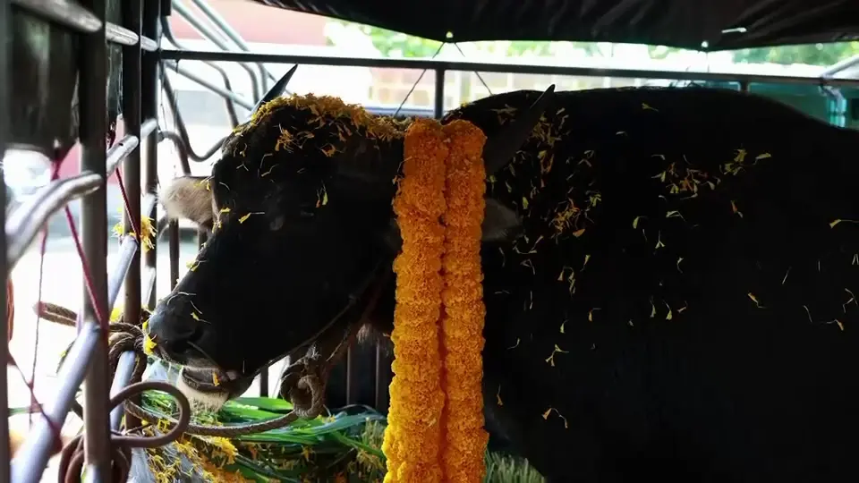 พระครูอ๊อดไถ่ชีวิต "เจ้าดุย" ควายขวิดคนดับ 80,000 บาท รอดโรงเชือด