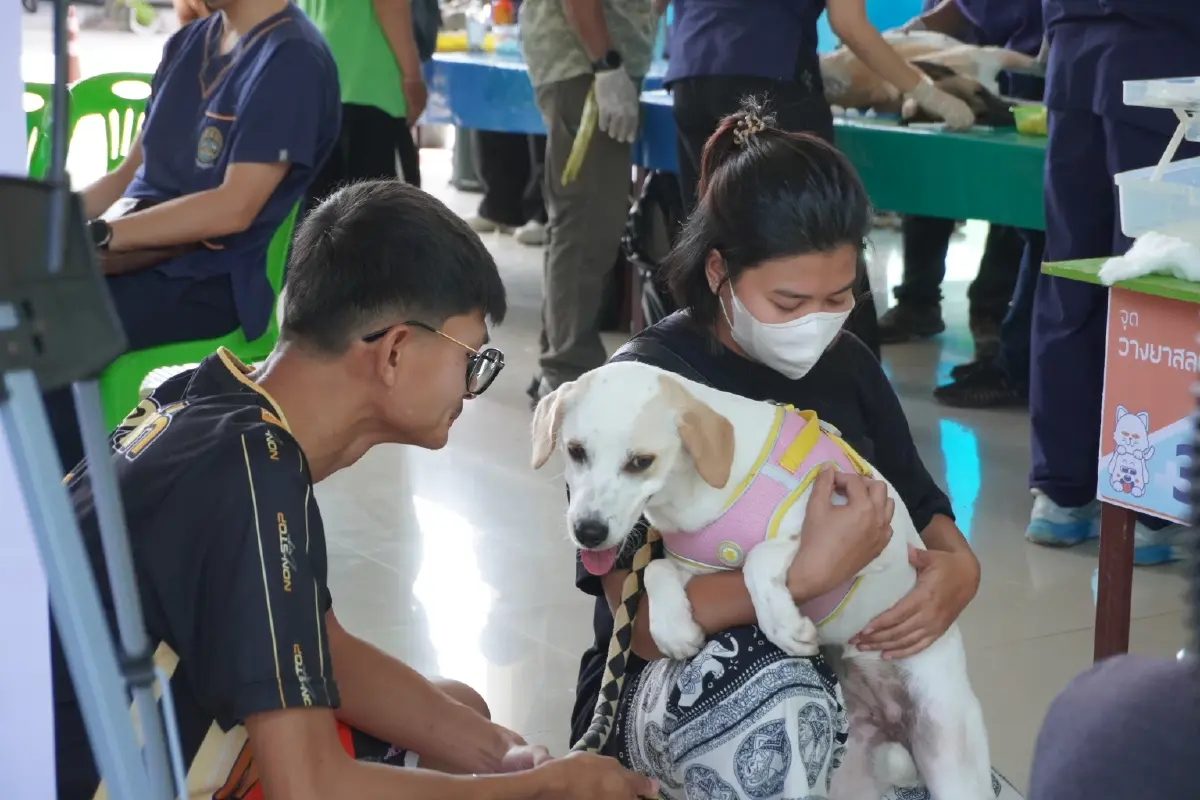 โคราชวิกฤตพิษสุนัขบ้า! สัตว์ติดเชื้อพุ่ง 42 ตัว ดับ 1 ราย