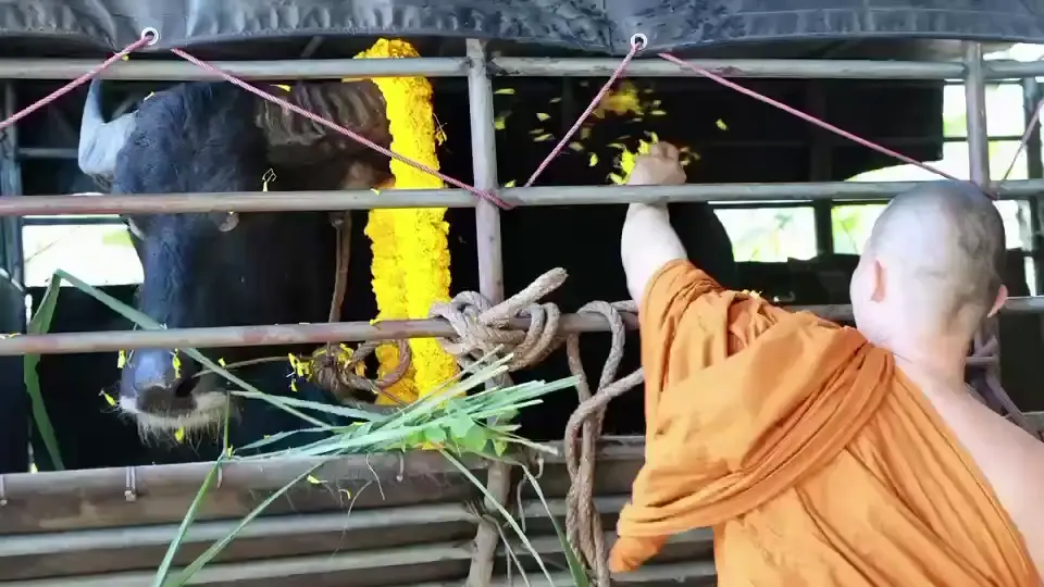พระครูอ๊อดไถ่ชีวิต "เจ้าดุย" ควายขวิดคนดับ 80,000 บาท รอดโรงเชือด