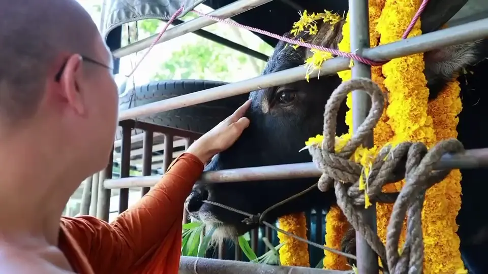 พระครูอ๊อดไถ่ชีวิต "เจ้าดุย" ควายขวิดคนดับ 80,000 บาท รอดโรงเชือด