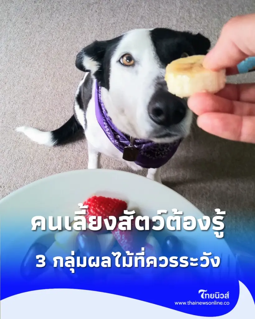 คนเลี้ยงสัตว์ต้องรู้ 3 กลุ่มผลไม้ที่ควรระวัง ก่อนแบ่งให้สัตว์เลี้ยงกิน
