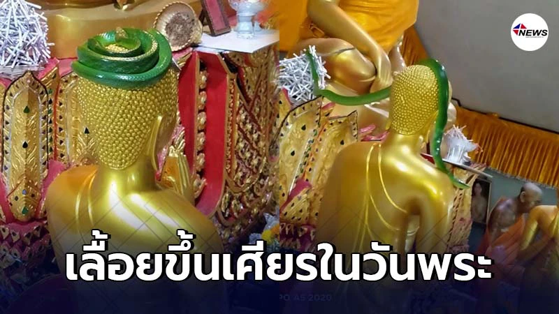 พระสงฆ์เผยภาพงูเขียวสีมรกต ขดบนเศียรพระพุทธรูปในวันพระ พระสงฆ์เผยภาพงูเขียวสีมรกต ขดบนเศียรพระพุทธรูปในวันพระ