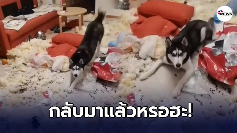 เจ้าของลมแทบจับ ทิ้งตูบฮัสกี้ไว้ ออกไปซื้อของแป๊บเดียว เจ้าของลมแทบจับ ทิ้งตูบฮัสกี้ไว้ ออกไปซื้อของแป๊บเดียว
