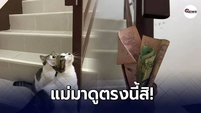 พ่อบ้านเซ็ง น้องเหมียวชี้เป้าที่ซ่อนเงิน ตรงราวบันได พ่อบ้านเซ็ง น้องเหมียวชี้เป้าที่ซ่อนเงิน ตรงราวบันได