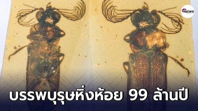 ค้นพบซากบรรพบุรุษของหิ่งห้อย อายุราว 99 ล้านปี