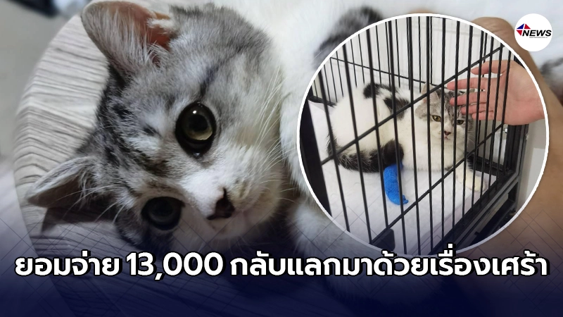 หนุ่มโพสต์เล่าประสบการณ์ขั้นเลวร้าย หลังตัดสินใจซื้อแมวมาเลี้ยงตัวแรก หนุ่มโพสต์เล่าประสบการณ์ขั้นเลวร้าย หลังตัดสินใจซื้อแมวมาเลี้ยงตัวแรก