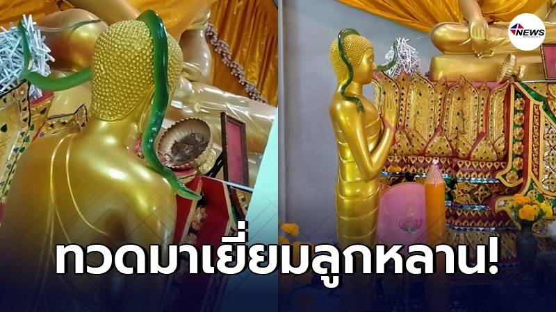 หลวงพี่โพสต์ภาพเจอ งูสีมรกต เลื้อยพาดบนเศียรพระพุทธรูป หลวงพี่โพสต์ภาพเจอ งูสีมรกต เลื้อยพาดบนเศียรพระพุทธรูป