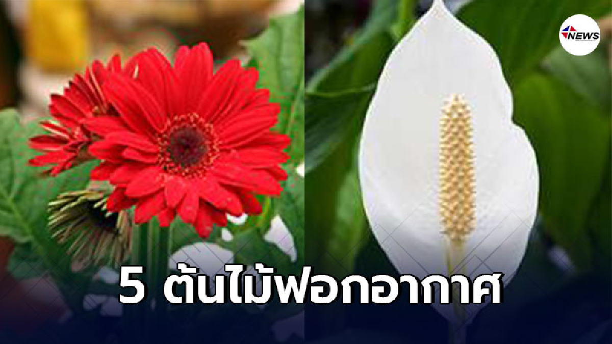 เผย 5 ต้นไม้ฟอกอากาศ ที่ควรหามาปลูกเอาไว้ในบ้าน เผย 5 ต้นไม้ฟอกอากาศ ที่ควรหามาปลูกเอาไว้ในบ้าน