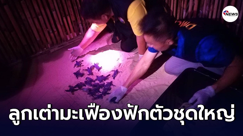 เผยคลิปนาที ลูกเต่ามะเฟืองน้อยหาดบางขวัญ ฟักตัวลงทะเลชุดใหญ่ เผยคลิปนาที ลูกเต่ามะเฟืองน้อยหาดบางขวัญ ฟักตัวลงทะเลชุดใหญ่
