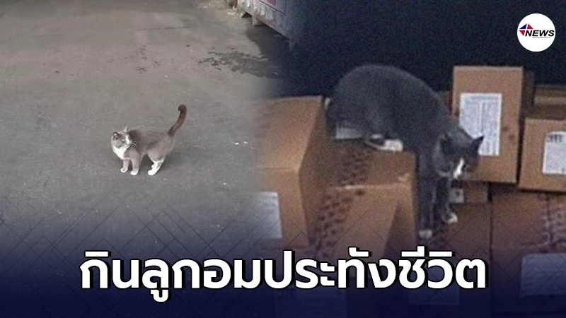 แมวน้อยติดในตู้ขนส่งนาน 3 สัปดาห์ เดินทาง 3000 กม.ข้ามประเทศ
