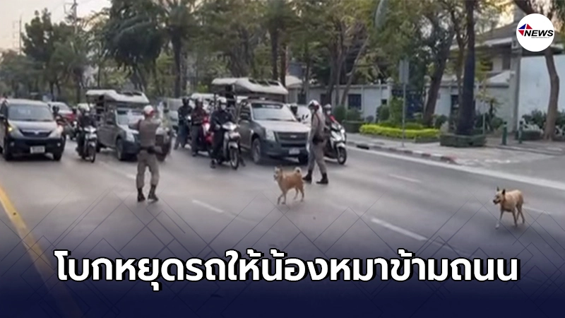 แห่ชื่นชม ตำรวจจราจรโบกรถให้หยุด เปิดทางให้สุนัข 2 ตัว เดินข้ามถนน แห่ชื่นชม ตำรวจจราจรโบกรถให้หยุด เปิดทางให้สุนัข 2 ตัว เดินข้ามถนน