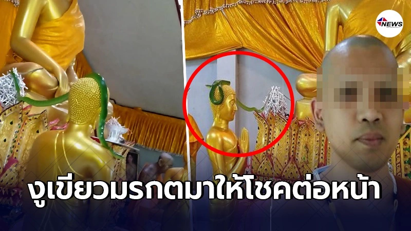 นักเสี่ยงโชคสาธุ หลวงพี่โพสต์ภาพ งูเขียวมรกต เลื้อยพาดเศียรพระ นักเสี่ยงโชคสาธุ หลวงพี่โพสต์ภาพ งูเขียวมรกต เลื้อยพาดเศียรพระ