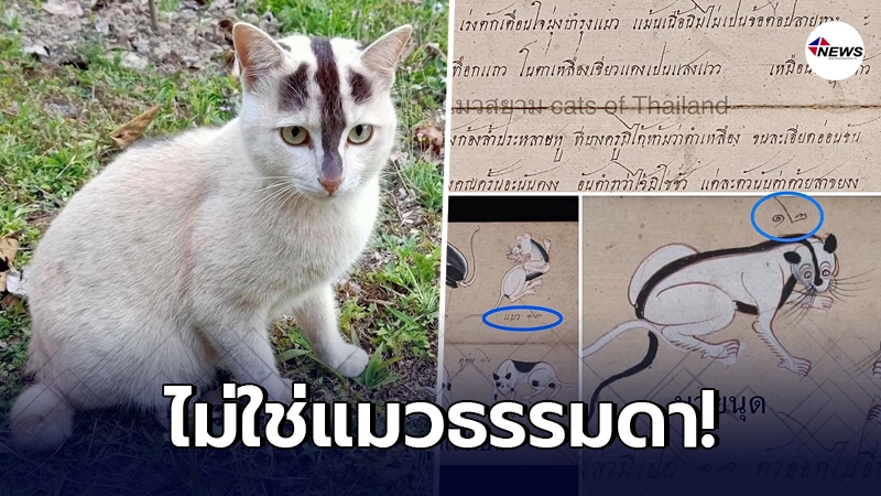 เปิดตำราแมวไทย หลังโซเชียลแห่แชร์น้องแมวลายแปลก นี่ไม่ใช่แมวธรรมดา