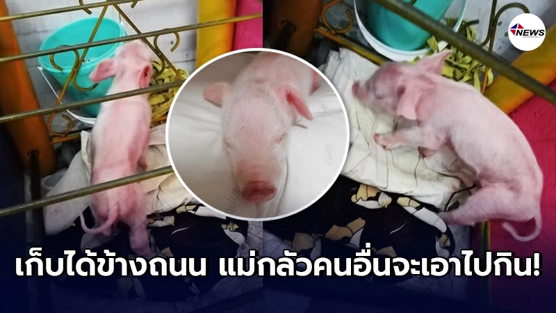 สาวเก็บ "ลูกหมู" ได้ข้างถนน เลี้ยงไปตามมีตามเกิด