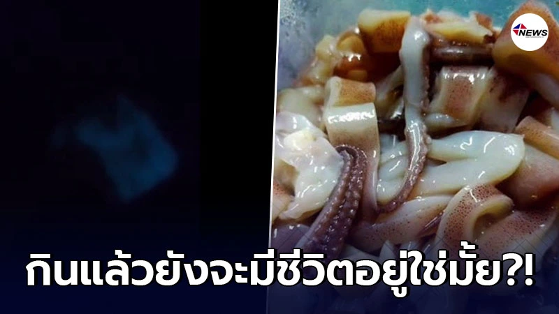 หนุ่มตกใจรีบถามผู้รู้ ซื้อปลาหมึกมาแต่กลับเรืองแสงได้ในที่มืด หนุ่มตกใจรีบถามผู้รู้ ซื้อปลาหมึกมาแต่กลับเรืองแสงได้ในที่มืด