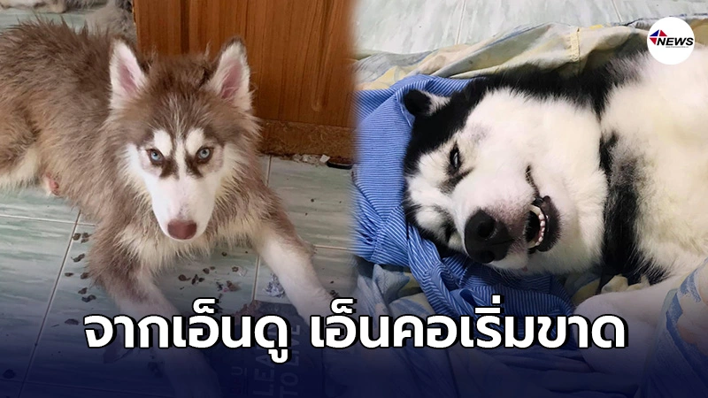 สาวรีวิวเลี้ยงไซบีเรียน สุดฮา โปรดศึกษาให้ดีก่อนตัดสินใจเลี้ยง