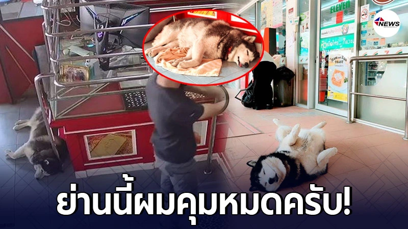 ส่องชีวิตเจ้าลัคกี้ หมาเฝ้าร้านทอง ไม่ได้เฝ้าแค่ร้านทอง ส่องชีวิตเจ้าลัคกี้ หมาเฝ้าร้านทอง ไม่ได้เฝ้าแค่ร้านทอง