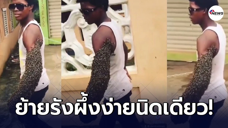 คนเลี้ยงใจเด็ด ตัดสินใจ"ย้ายรังผึ้ง" โดยไม่ต้องใช้อุปกรณ์ คนเลี้ยงใจเด็ด ตัดสินใจ"ย้ายรังผึ้ง" โดยไม่ต้องใช้อุปกรณ์