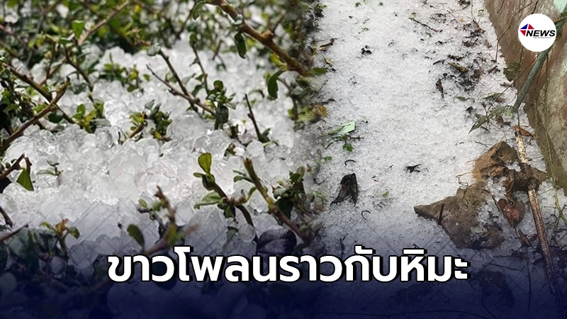 ฮือฮา "พายุลูกเห็บ" ถล่มดอยอ่างขาง จ.เชียงใหม่ ขาวโพลนจนนึกว่าเป็นหิมะ ฮือฮา "พายุลูกเห็บ" ถล่มดอยอ่างขาง จ.เชียงใหม่ ขาวโพลนจนนึกว่าเป็นหิมะ