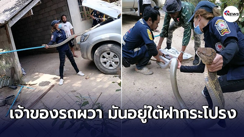 จงอางยักษ์เลื้อยมุดใต้ฝากระโปรงรถ ชาวบ้านเเห่ส่องเลขทะเบียน จงอางยักษ์เลื้อยมุดใต้ฝากระโปรงรถ ชาวบ้านเเห่ส่องเลขทะเบียน