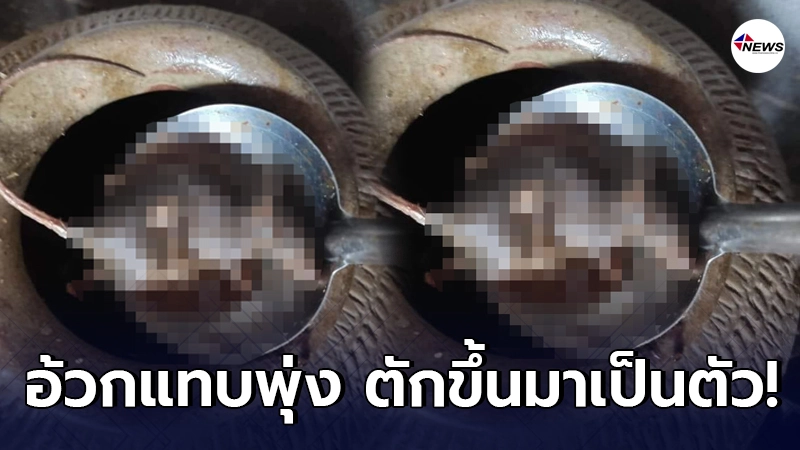 อ้วกแทบพุ่ง เชฟหนุ่มเผยภาพเจอหนูเป็นตัวในไหปลาร้า อ้วกแทบพุ่ง เชฟหนุ่มเผยภาพเจอหนูเป็นตัวในไหปลาร้า