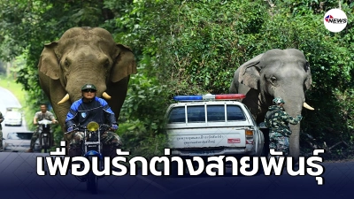 "สุทธิพร​ สินค้า" ชายคนเดียวที่คุยกับช้างป่าเขาใหญ่รู้เรื่อง