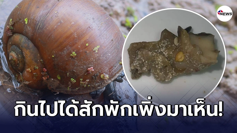ลูกค้าสาวถึงขั้นจิตตก สั่ง ตำหอยโข่ง กินไปได้สักพัก เพิ่งเห็นเม็ดสีขาว ลูกค้าสาวถึงขั้นจิตตก สั่ง ตำหอยโข่ง กินไปได้สักพัก เพิ่งเห็นเม็ดสีขาว