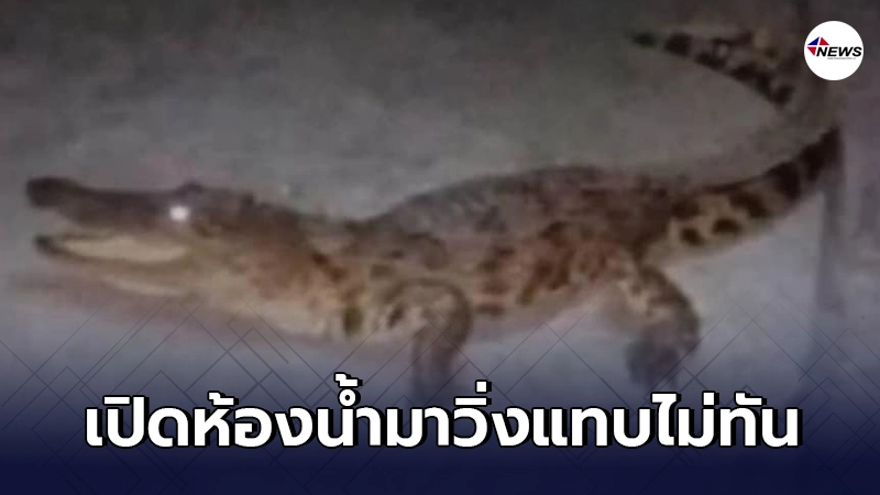 เจ้าบ้านใจหายวาบ เสียงหมาเห่าไม่หยุดตามไปดูในห้องน้ำเจอจระเข้นอนอยู่