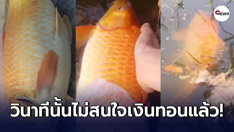 สาวใจดีเดินตลาดสด เจอปลาสีทอง น้ำหนัก 2 กิโลครึ่ง มีไข่เต็มท้อง สาวใจดีเดินตลาดสด เจอปลาสีทอง น้ำหนัก 2 กิโลครึ่ง มีไข่เต็มท้อง