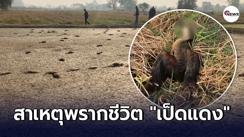 สาเหตุพบร่าง "เป็ดแดง" สัตว์ป่าคุ้มครองดับเกลื่อนทุ่งนา