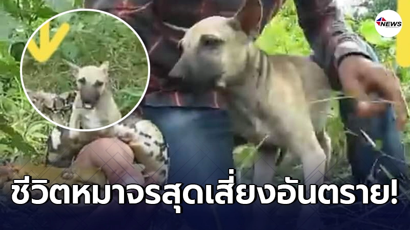 ชาวบ้านได้ยินเสียง "หมาจร" ร้องโหยหวนอยู่ในป่า ชาวบ้านได้ยินเสียง "หมาจร" ร้องโหยหวนอยู่ในป่า