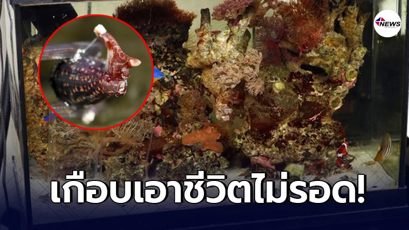 หนุ่มอังกฤษสุดงง ซื้อกุ้งมาเลี้ยงในตู้ปลา ไม่นานกุ้งหายไป แต่มีหอยทาก หนุ่มอังกฤษสุดงง ซื้อกุ้งมาเลี้ยงในตู้ปลา ไม่นานกุ้งหายไป แต่มีหอยทาก