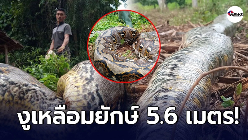 ชาวบ้านอินโดผวา งูเหลือมยักษ์ยาว 5.6 เมตร โผล่นอนพุงตึงกลางสวน ชาวบ้านอินโดผวา งูเหลือมยักษ์ยาว 5.6 เมตร โผล่นอนพุงตึงกลางสวน