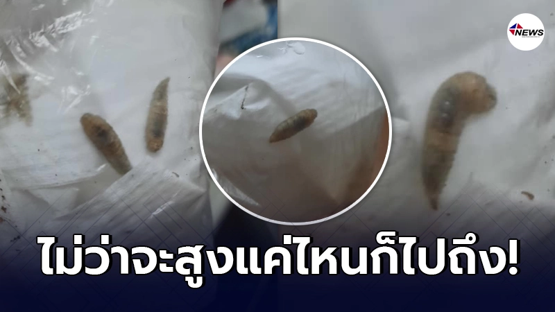 หนุ่มถึงกับหลอน ตากรองเท้าไว้ตรงระเบียงคอนโด ชั้น 17 ผ่านไป 3 วัน หนุ่มถึงกับหลอน ตากรองเท้าไว้ตรงระเบียงคอนโด ชั้น 17 ผ่านไป 3 วัน