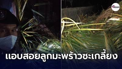 ชาวบ้านเเจ้งเหตุ คนตัดต้นมะพร้าวล้มทับบ้านพัง ตร.เจอเเต่ต้นไม่เหลือลูก ชาวบ้านเเจ้งเหตุ คนตัดต้นมะพร้าวล้มทับบ้านพัง ตร.เจอเเต่ต้นไม่เหลือลูก