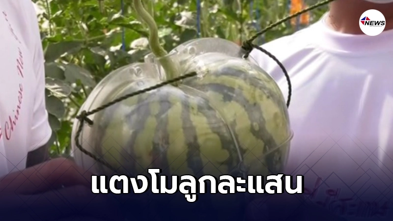 เผยโฉม "แตงโม"ลูกละแสน พร้อมความพิเศษของมัน ที่ไม่ได้หาง่ายๆ เผยโฉม "แตงโม"ลูกละแสน พร้อมความพิเศษของมัน ที่ไม่ได้หาง่ายๆ