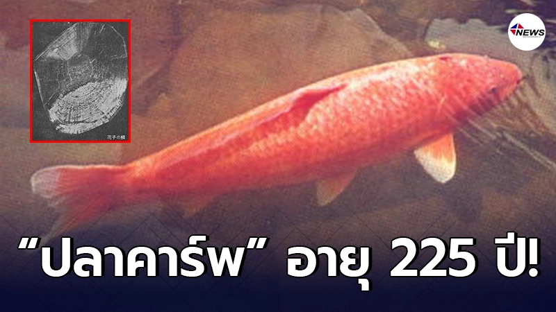 เปิดภาพ ปลาคาร์พญี่ปุ่น ที่มีอายุยืนยาวที่สุดในโลก กว่า 225 ปี เปิดภาพ ปลาคาร์พญี่ปุ่น ที่มีอายุยืนยาวที่สุดในโลก กว่า 225 ปี