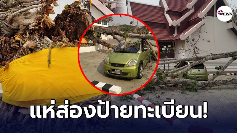 แห่ส่องป้ายเลขทะเบียน ต้นโพธิ์อายุ 100 ปี ล้มทับรถเก๋งพังยับ แห่ส่องป้ายเลขทะเบียน ต้นโพธิ์อายุ 100 ปี ล้มทับรถเก๋งพังยับ