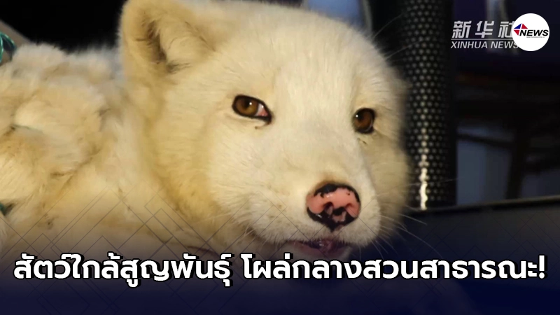 ชาวบ้านจีนพบ ‘จิ้งจอกขาว’ สัตว์ใกล้สูญพันธุ์ โผล่กลางสวนสาธารณะ