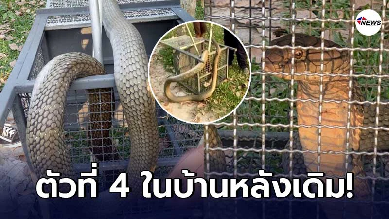 เจ้าของบ้านลมแทบจับ งูจงอางตัวใหญ่กว่า 4 เมตรบุกบ้าน เจ้าของบ้านลมแทบจับ งูจงอางตัวใหญ่กว่า 4 เมตรบุกบ้าน